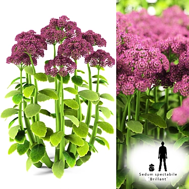 Brillant Sedum: Stunning Cleansing Solution 3D model image 1 