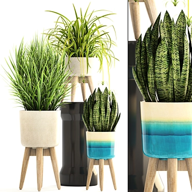 Indoor Plant Collection: Chlorophytum & Sansevieria 3D model image 1 