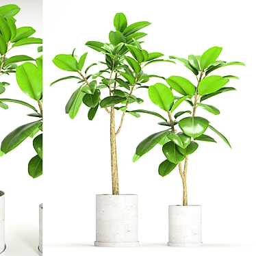 Exquisite Ficus Elastica Duo 3D model image 1 
