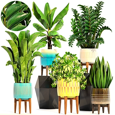 Indoor Plant Collection: Sansevieria, Schefflera, Zamioculcas 3D model image 1 
