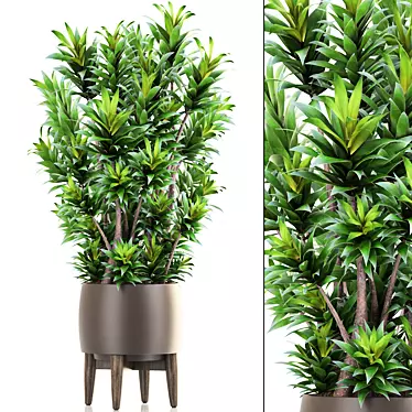 Dracaena Reflexa: Stylish Indoor Plant 3D model image 1 