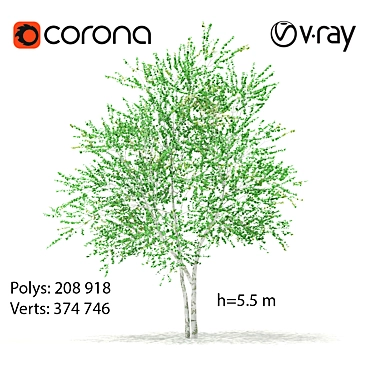  Majestic Birch Tree: 5.5m Height 3D model image 1 