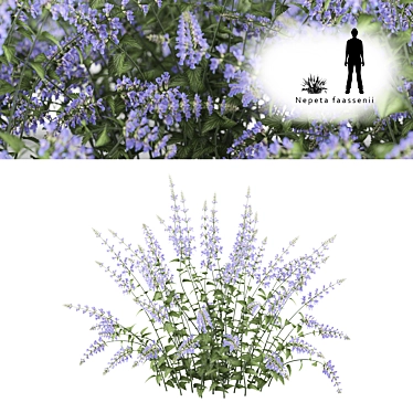 Nepeta Faassenii: Material Library 3D model image 1 