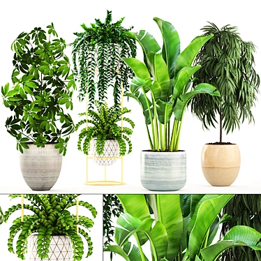 Indoor Plant Collection: Ficus Alii, Schefflera, Zamioculcas & Caladium 3D model image 1 