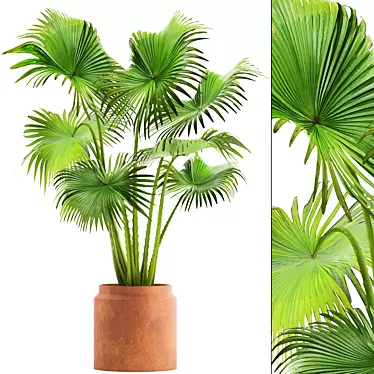 Indoor Clay Pot Palm 3D model image 1 