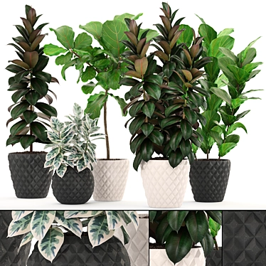 Lush Ficus Collection: Robusta, Elastica & Lyrata 3D model image 1 