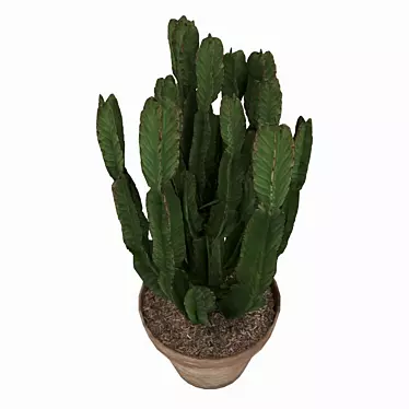 Euforbia Cactus, Euforbia cactus