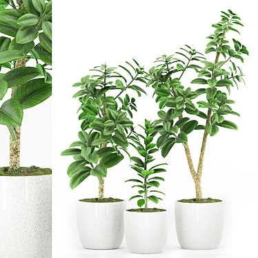 Ficus Elastica Set: Plant 48 3D model image 1 