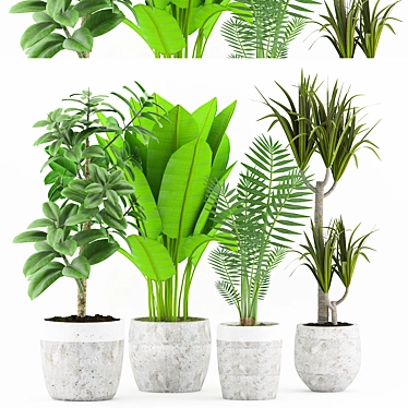 Tropical Plant Collection with Concrete pot 3D model image 1 