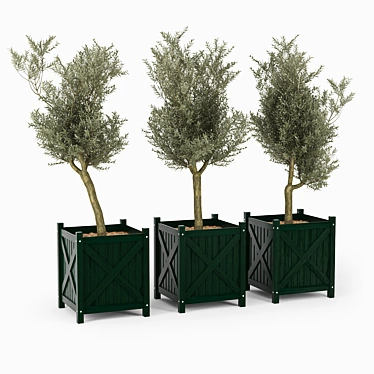 Elegant Olive Tree Model 3D model image 1 