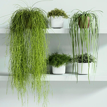 Rhipsalis Indoor Plant Set 3D model image 1 