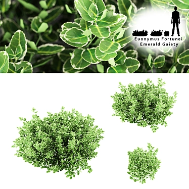 Emerald Gaiety Euonymus Bushes 3D model image 1 