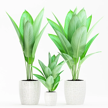 Tropical Trio: Strelitzia Reginae Set 3D model image 1 