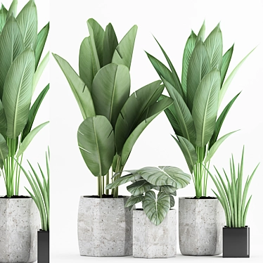 Tropical Plant Mix: Strelitzia, Banana & Sansevieria 3D model image 1 