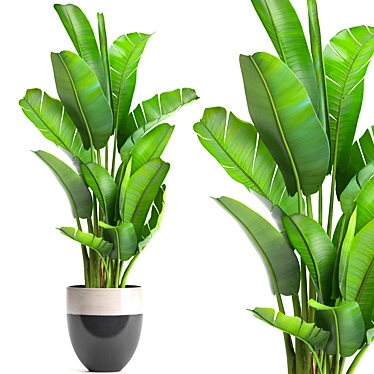 Ravenala Madagascarensis: Exotic Banana Palm 3D model image 1 