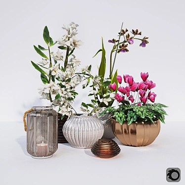 Exquisite Orchid Set: Dendrobium, Zigopetalum, Cyclamen, & Zara Home Lantern 3D model image 1 