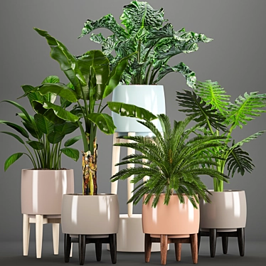Indoor Plant Collection: Philodendron, Cycas, Alocasia 3D model image 1 