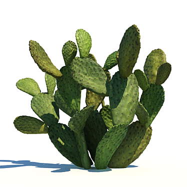 Opuntia Ficus-Indica: Mediterranean Cactus 3D model image 1 