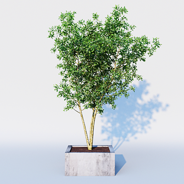 Elegant Osmanthus Tree: 3Dmax Corona 3D model image 1 