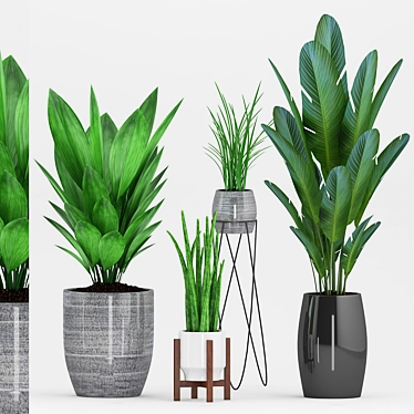  Botanical Bliss: Aspidistra, Sansevieria, Grass & Banana Plant with Stylish Pot 3D model image 1 