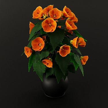 Abutilone orange