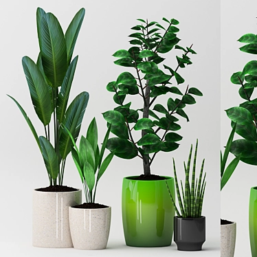 83 Exotic Indoor Plants 3D model image 1 