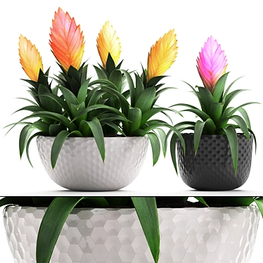 Exotic Bromelia: Collection of 230 Stunning Plants 3D model image 1 