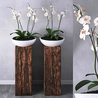 Elegant Orchid Planter Set 3D model image 1 
