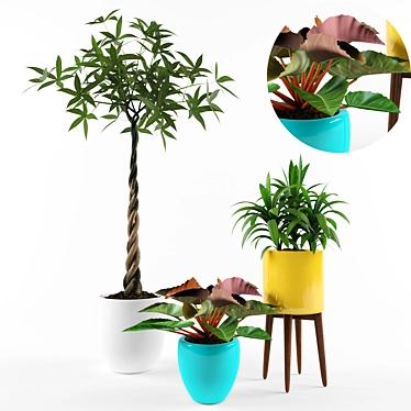Tropical Palm Garden Plant 3D model image 1 
