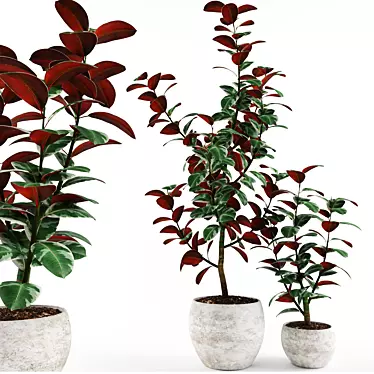 Ficus: Vibrant Indoor Plant 3D model image 1 