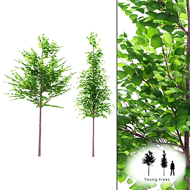 Fresh & Green Young Trees 3D model image 1 