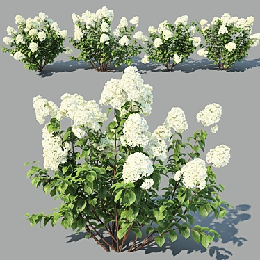 Versatile Hydrangea Paniculata: 4 Variations 3D model image 1 