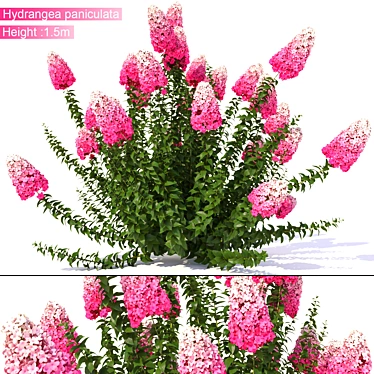 3Dmax 21014: Hydrangea Paniculata 3D model image 1 