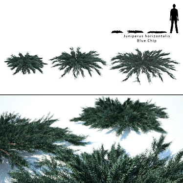 Juniperus Blue Chip - Various Sizes 3D model image 1 