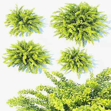 Berberis Thunbergii Green Carpet: Versatile & Pristine Ground Cover 3D model image 1 