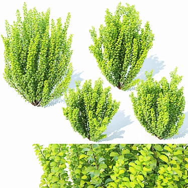 Erecta Berberis Thunbergii: Precision-Crafted Foliage 3D model image 1 