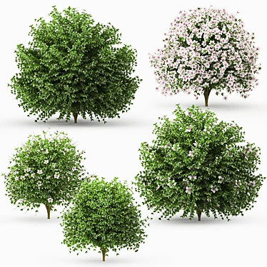 Blooming Hibiscus Bush: 3D Model 3D model image 1 