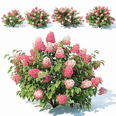 Ruby Red Hydrangea #2 - 4 Sizes 3D model image 1 