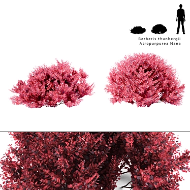 Compact Barberry Thunberg Bush | Atropurpurea Nana 3D model image 1 