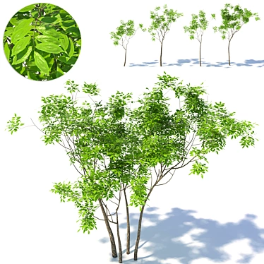 Small Tree 01 - 3Dmax 2014 + Corona + FBX 3D model image 1 