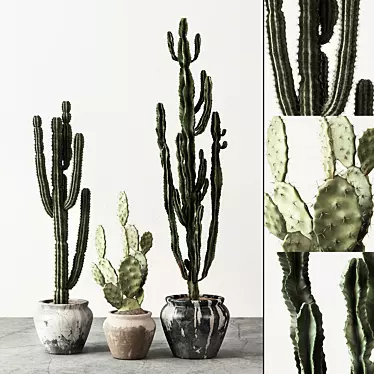 Set of Cactuses