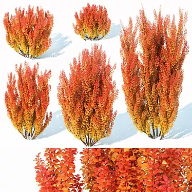 Exquisite Berberis Thunbergii Foliage 3D model image 1 