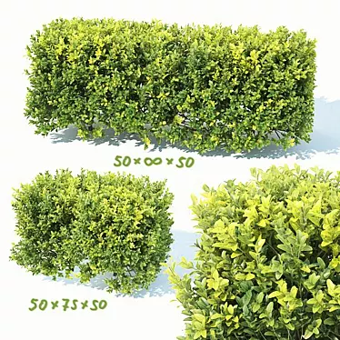 Seamless Buxus Hedge - 50cm Height 3D model image 1 