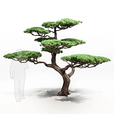 Mountain Pine: Decorative and Exquisite 3D model image 1 