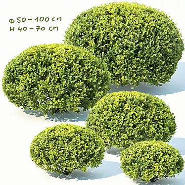 Deluxe Buxus Sempervirens #10: Beautifully Crafted Oval Plant 3D model image 1 