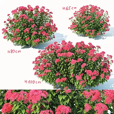 Versatile Spirea: 3 Sizes 3D model image 1 