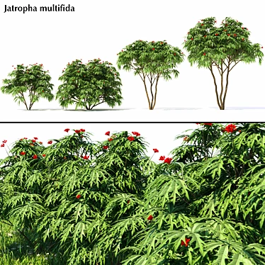 Jatropha Multifida Plant: Complete Production Solution 3D model image 1 