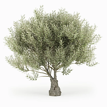 Olea Europaea 3D Model Bundle 3D model image 1 