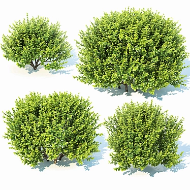 Versatile 11th Gen Buxus 3D model image 1 