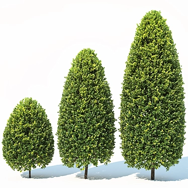 Versatile Buxus Tree for Stunning Landscapes 3D model image 1 